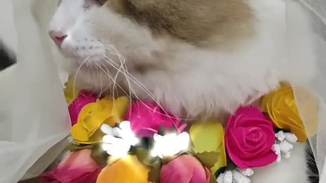 Cute Cat. Beautiful cat video