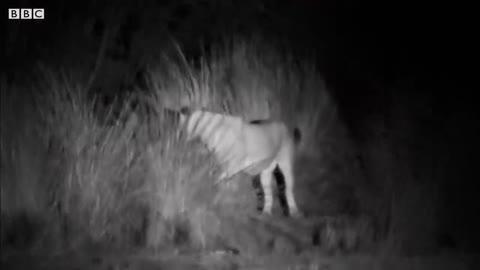 Ranger uses Roar to Scare Off Lions | Desert Lions | BBC Earth