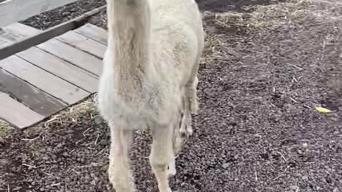 Cute Alpaca living in Jeju Island, Korea