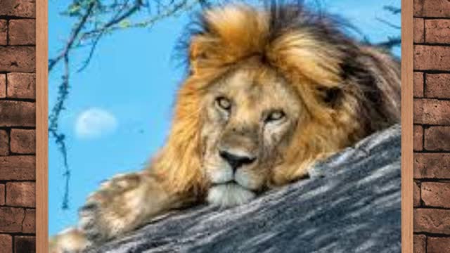 Who's the king of the jungle?