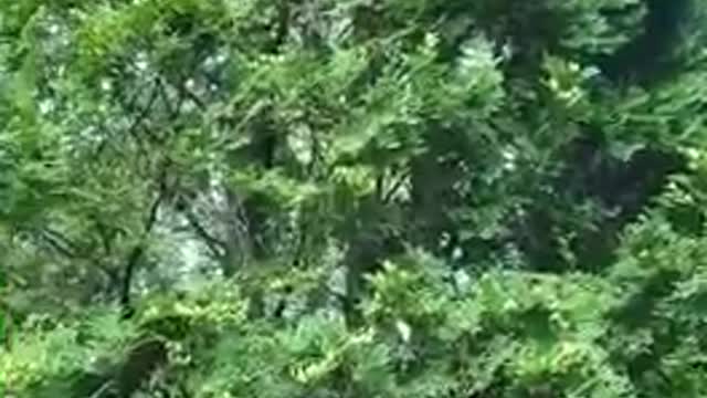 Финляндия , белка у нас дома