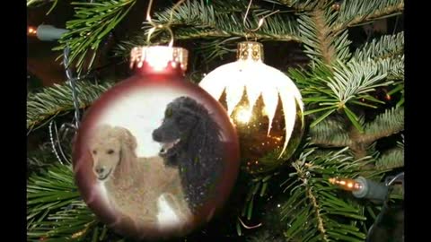 Standard Poodles Playing In Snow