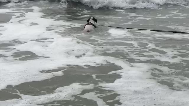 Surfer dog just loves jumping waves