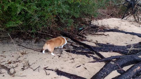 Edgar Snooting Stumps 'n Roots