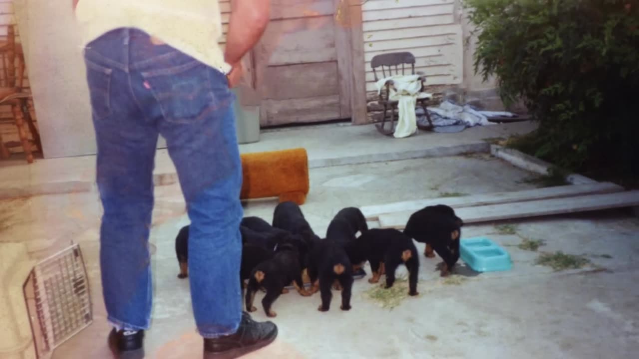 ALL ABOUT LIVING WITH ROTTWEILER DOGS