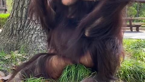 orangutans