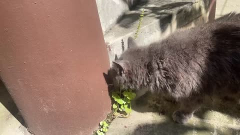 Goldie’s cat eating 🌱 plant.