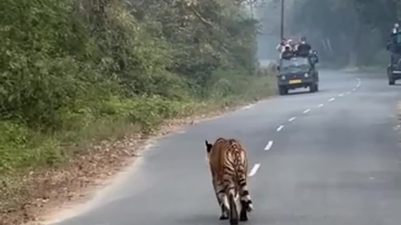 Tiger came on jhirna dhela road jimcorbett national park #shorts #subscribe