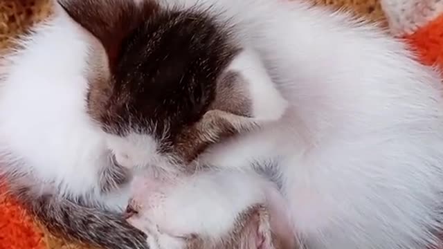 Funny cat videos