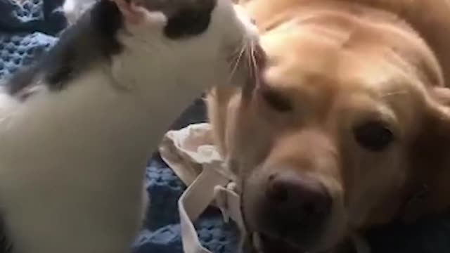 Family’s New Cat Loves Grooming Dog Sibling