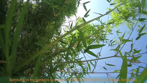 Bamboos in my garden