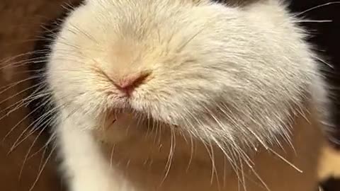 The way a little bunny flicks off dirt is so adorable! 🐰😄