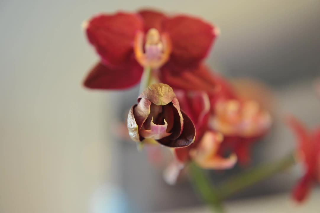 Zeitraffer Orchidee