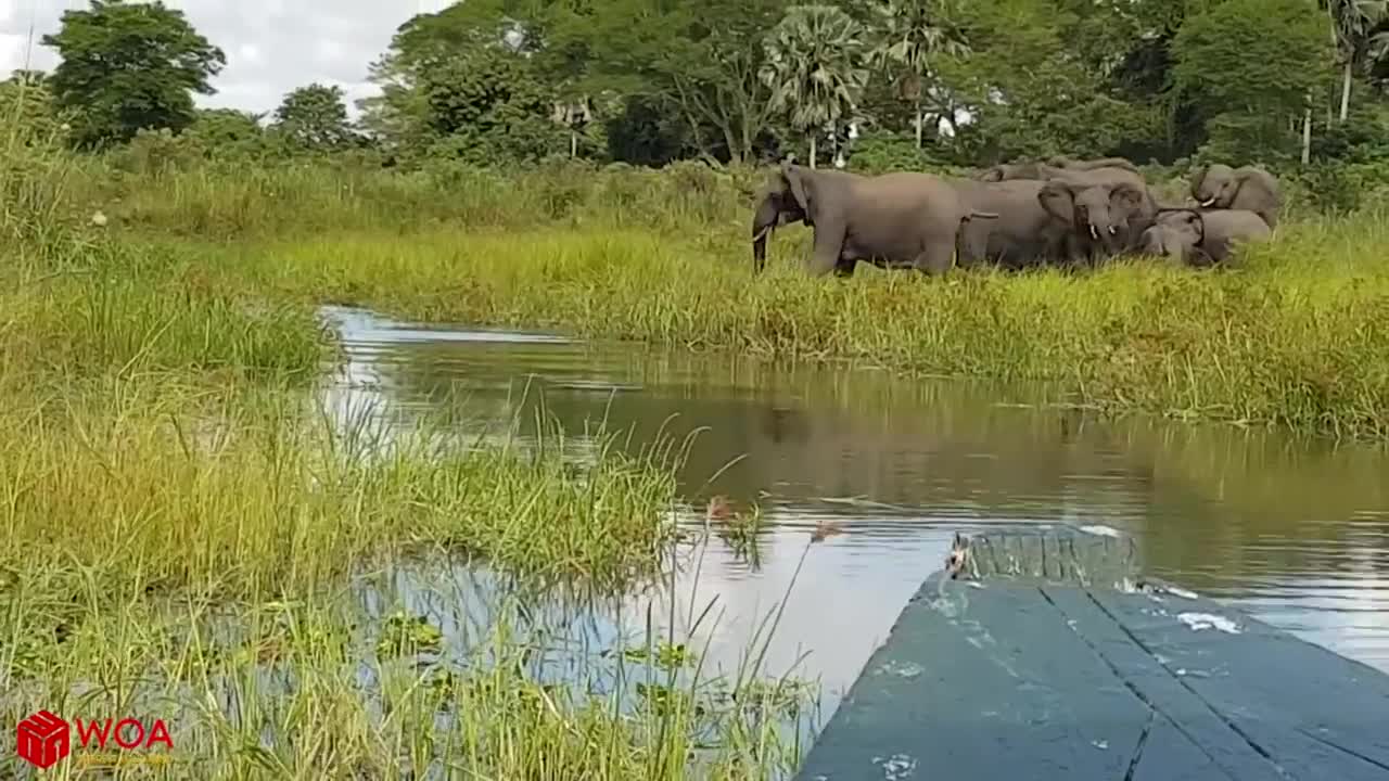 Funny Video | Funny Animals | Amazing Elephant