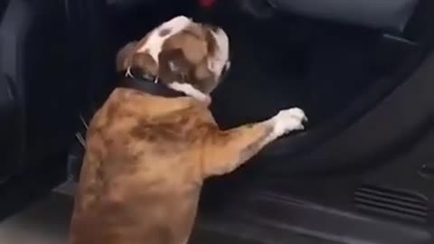 Cute And Funny Dog Peeing | Smart Puppy | Lovely Pets
