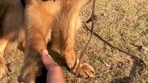 Dog Hand Shake With Her Owner