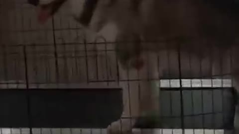 Cute husky compilation tiktok