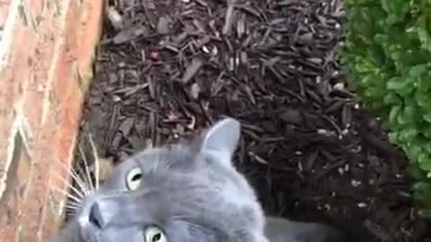 Lil Catty Vert - Funniest Cats