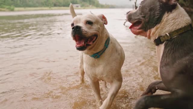 The best funny animals every day short video #8 dogs play on the river slow motion