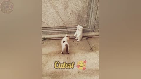 Funny Animals 😂 Funny Cats And Dogs Videos 😹 ｜ Funny Animals Compilation