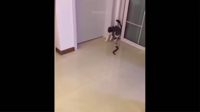 #funnycat #funnydog #cutecat Funniest Animals - Best Of The 2022 Funny Animal Videos #41