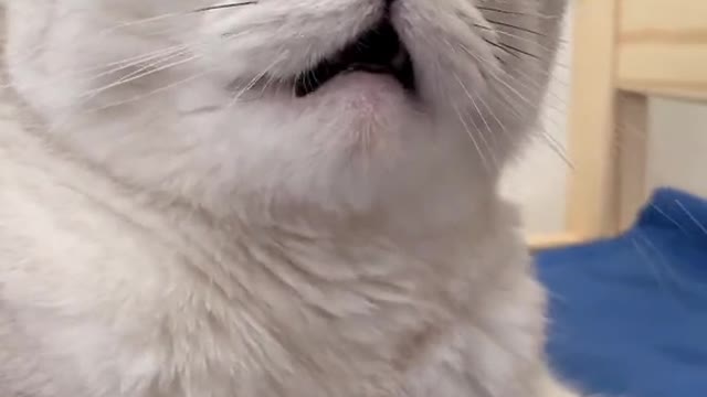 funny kitten lovely cat
