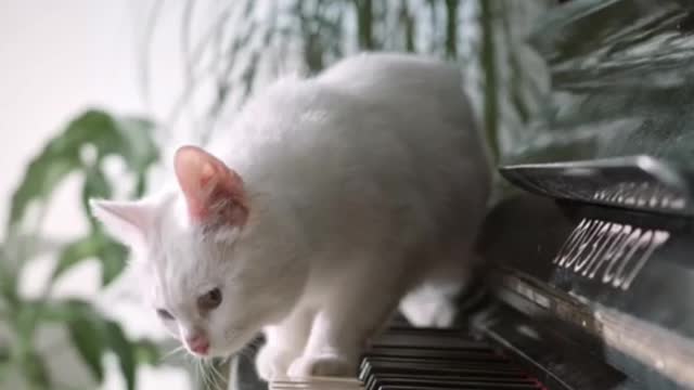 Cat Play Piano 🎹😃