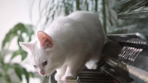 Cat Play Piano 🎹😃