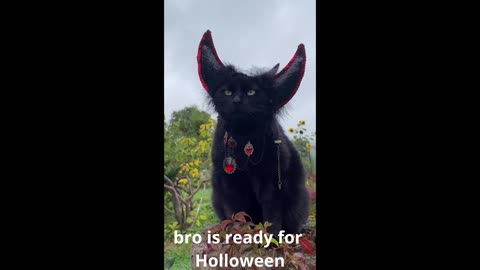 "Cats Looking Weird: Hilarious Moments!"