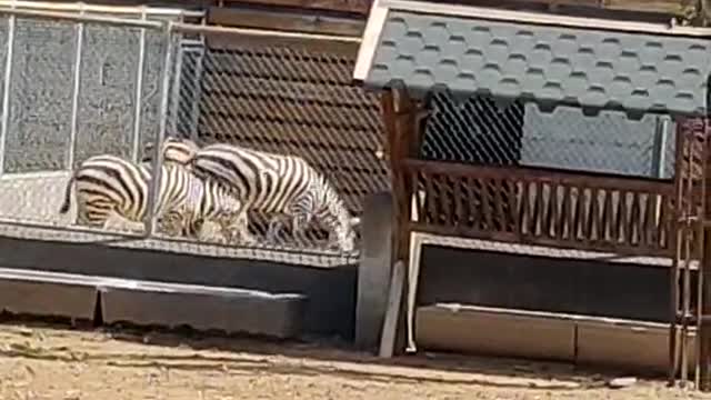 A zebra