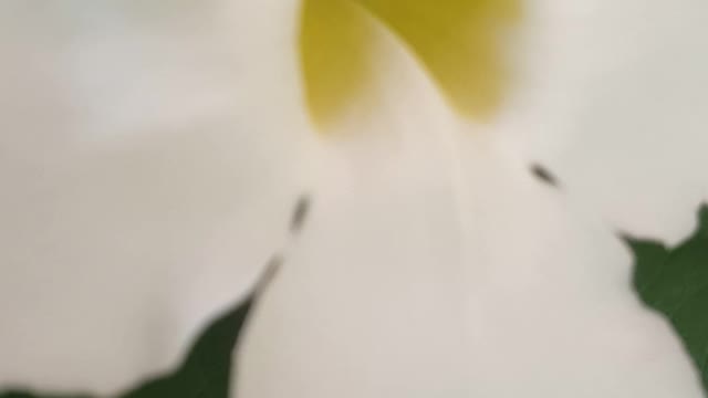 white flower in the morning