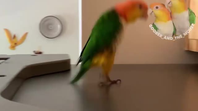 #Parrots #Cute #Animals Funny Parrots Videos Compilation cute moment of the animals - Cutest Parrots