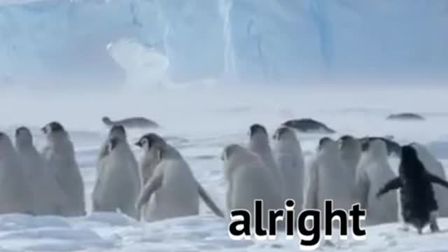 Cute Penguins having a wonderful time together