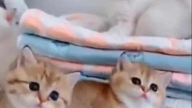 Cutest Try not to Laugh Kittens - Pups - 46