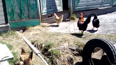 chickens and pituh