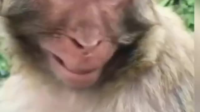 Funny monkey video