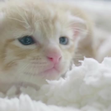 cute cats |funny cats |susantha 11 |#shorts