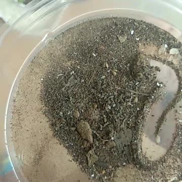 Sahara Staub magnetisch