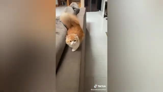 FUNNY CAT