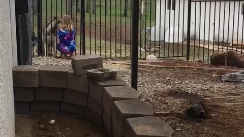 Husky and girl howling