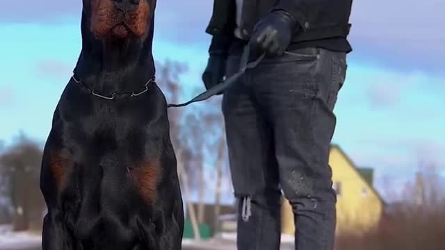 #doberman #dog #funny #shorts #trending funny animal video