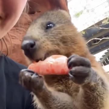 How is animals funny video