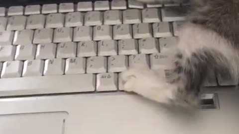 This Cat 😺 is busy in typing 😁😸