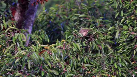 Monkeys eat wild fruits