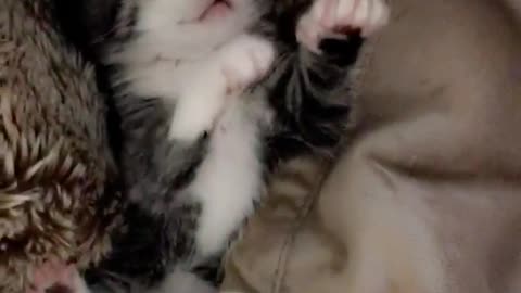 Kitten reaches for more scratches