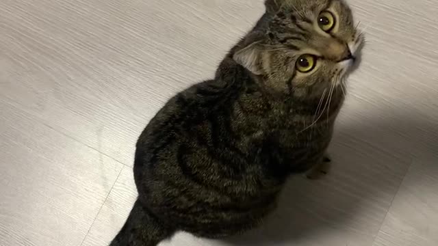 Demanding cat