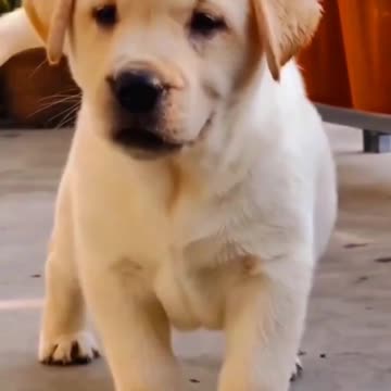 🐶"Cute and Cuddly: Little Puppy Fun"🐶