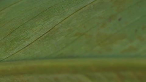 Green leaf surface, macro closeup