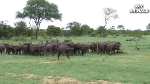 Lion vs Buffalo Battle is not never Buffalo Too Angry Destroy The Strongest Lion in African