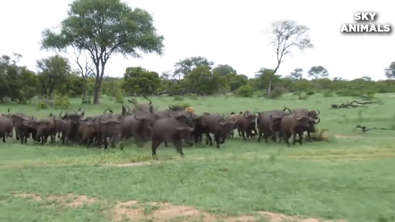 Lion vs Buffalo Battle is not never Buffalo Too Angry Destroy The Strongest Lion in African
